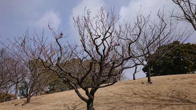 DSC_4076.JPG