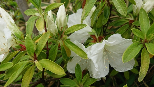 DSC_4157.JPG