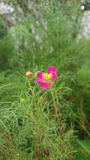 DSC_5012.JPG