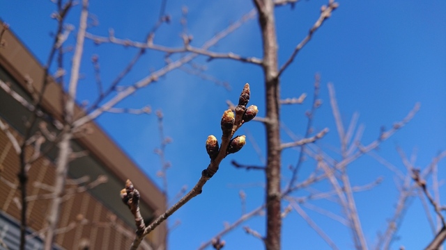 DSC_5338.JPG